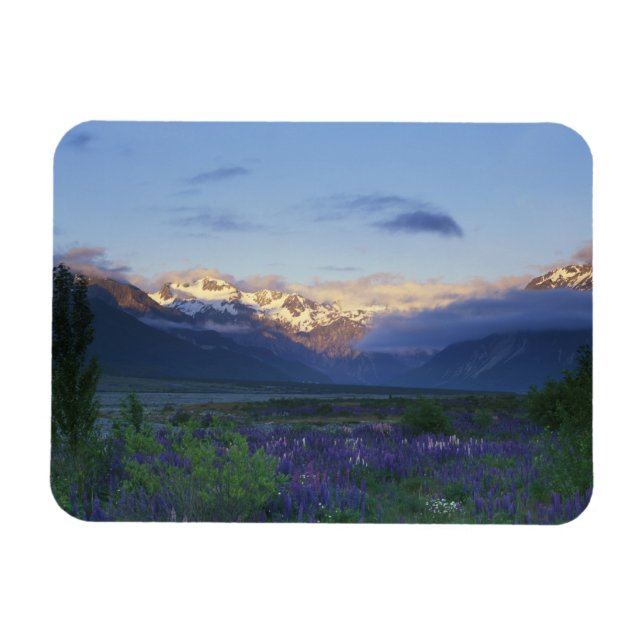 Lupine and the Main Divide, Arthur's Pass, South Magnet (Horizontal)