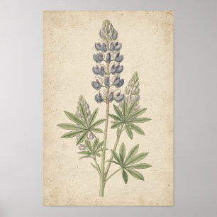 Lupine Botanical Study on Ivory Poster
