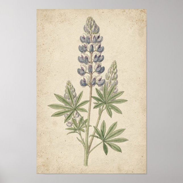 Lupine Botanical Study on Ivory Poster (Front)