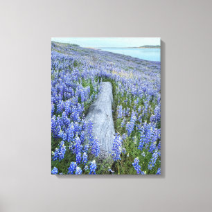Lupine Field Canvas Print