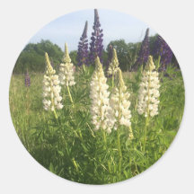 Lupine field