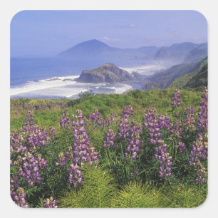 Lupine flowers and rugged coastline along square sticker
