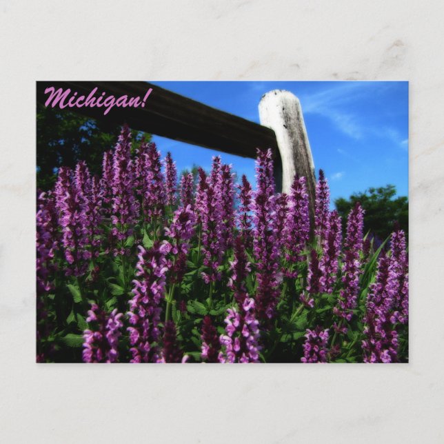 Lupine Garden Postcard (Front)