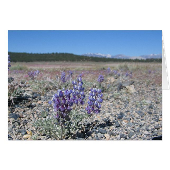 Lupine near Yosemite National Park (Front Horizontal)