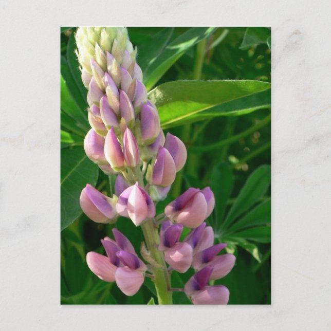 Lupine Pink Postcard (Front)