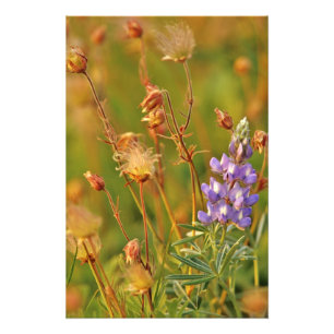 Lupine & Prairie Smoke wildflowers in Montana Photo Print