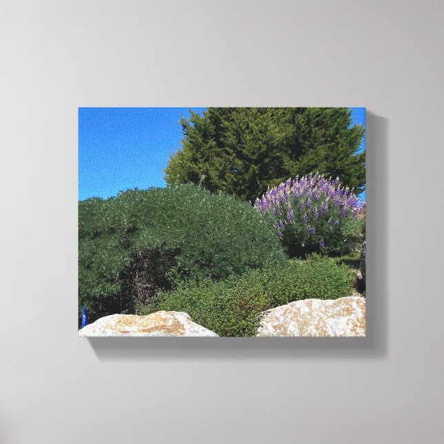 Lupine Rocks! Canvas Print (Front)