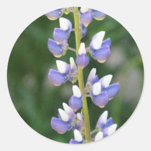 Lupine Sticker