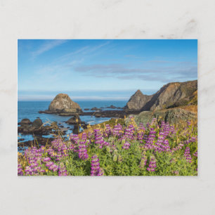 Lupine Wildflowers Cover The Hills Postcard
