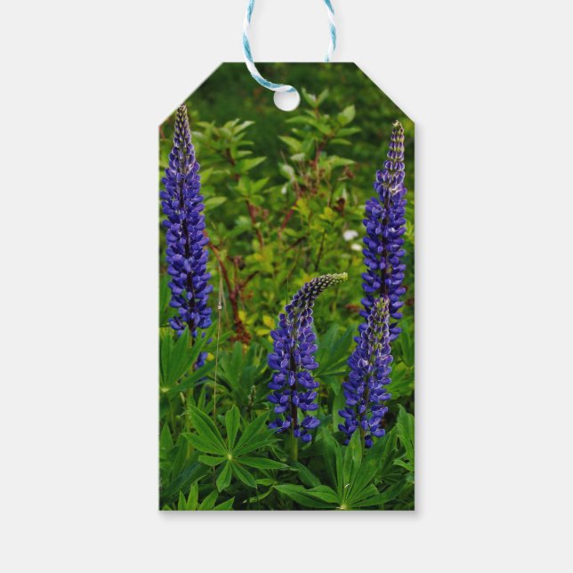 Lupines Gift Tags (Front)