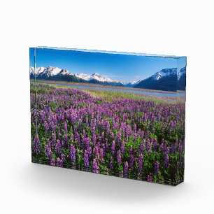 Lupines in Bloom Kenai Mountains, Alaska Photo Block