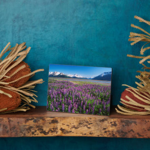 Lupines in Bloom Kenai Mountains, Alaska Plaque