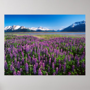 Lupines in Bloom   Kenai Mountains, Alaska Poster