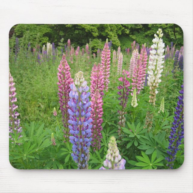 Lupins at Winkworth Arboretum, Surrey Mouse Pad (Front)