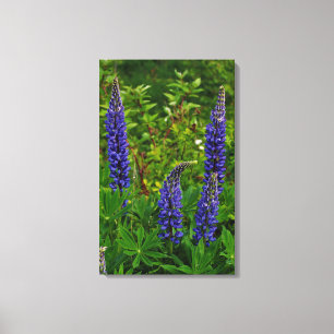 Lupins Canvas Print