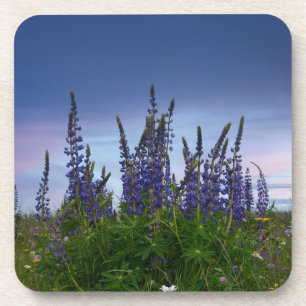 Lupins coaster