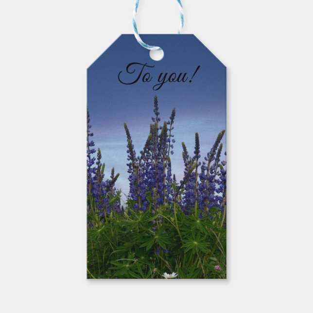 Lupins     gift tags (Front)