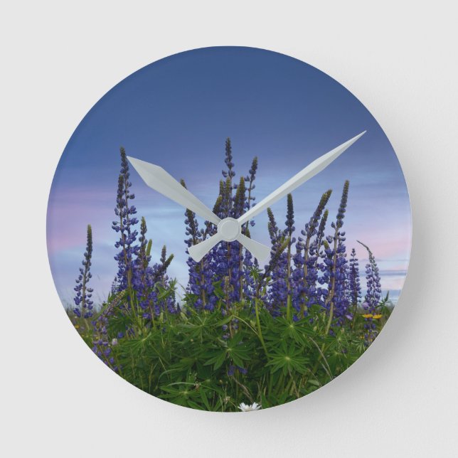 Lupins    round clock (Front)