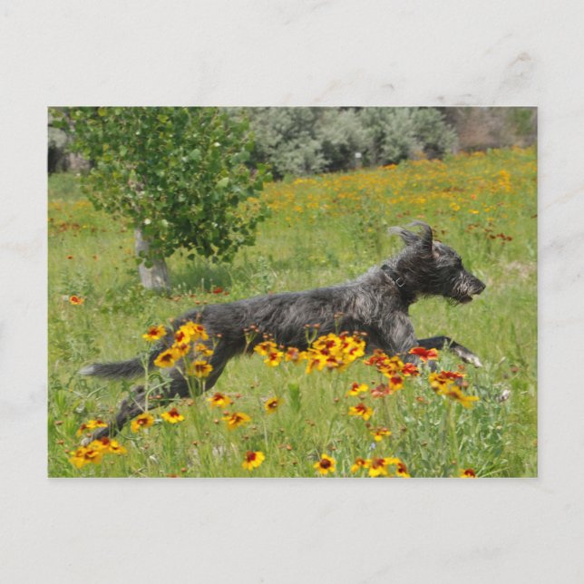Lurcher Running Through A Flower Field - Postcard (Front)