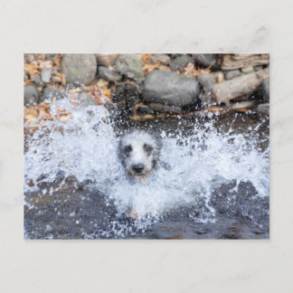 Lurcher Swimming Postcard