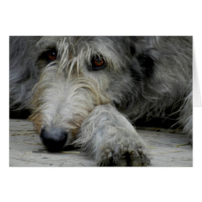 Lurcher Up Close - Card (Front Horizontal)