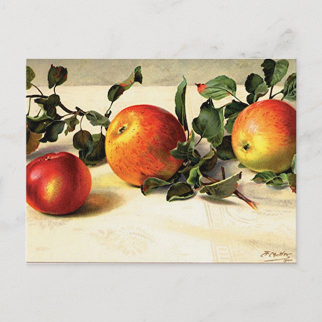 Luscious Apples Postcard (Front)
