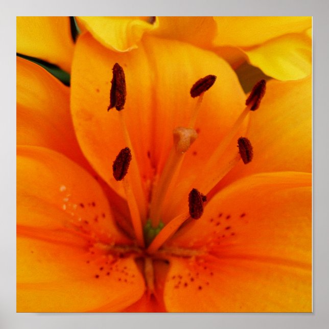 Luscious Apricot Poster (Front)