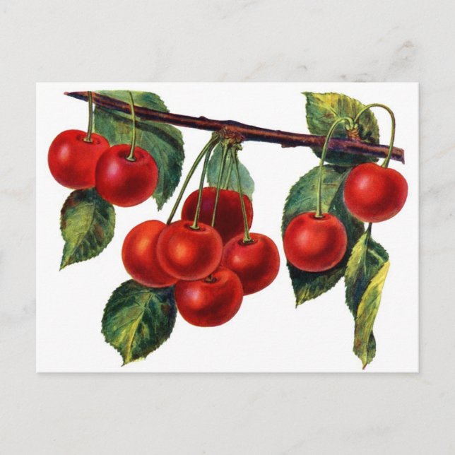 Luscious Sweet Cherries Postcard (Front)