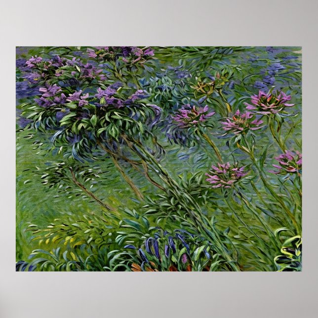 Lush and Vibrant Depiction of Agapanthus Flowers Poster (Front)