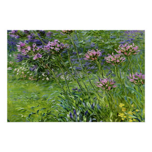 Lush and Vibrant Depiction of Agapanthus Flowers Poster