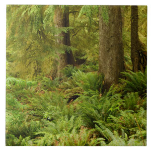Lush Forest & Ferns   Ecola State Park, Oregon Tile