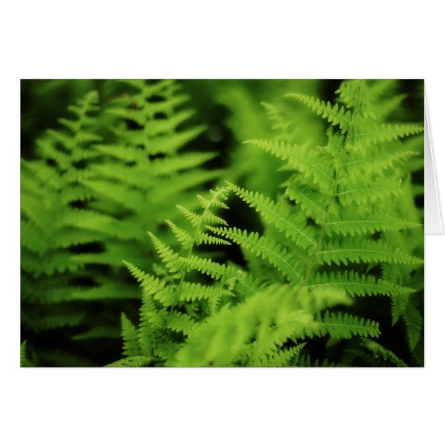 Lush Green Ferns (Front Horizontal)