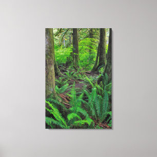 Lush Green Forest Scenic Canvas Print