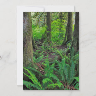 Lush Green Forest Scenic Thank You Card