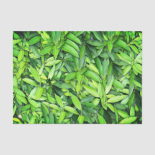 Lush Green Leaves Pattern – Nature Botanical  Tissue Paper