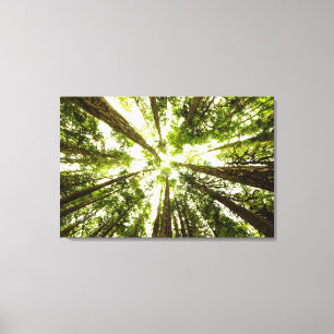 Lush Green Rain Forest Canvas Print