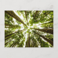 Lush Green Rain Forest