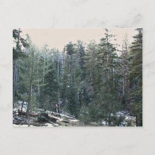 Lush mixed spruce forest postcard
