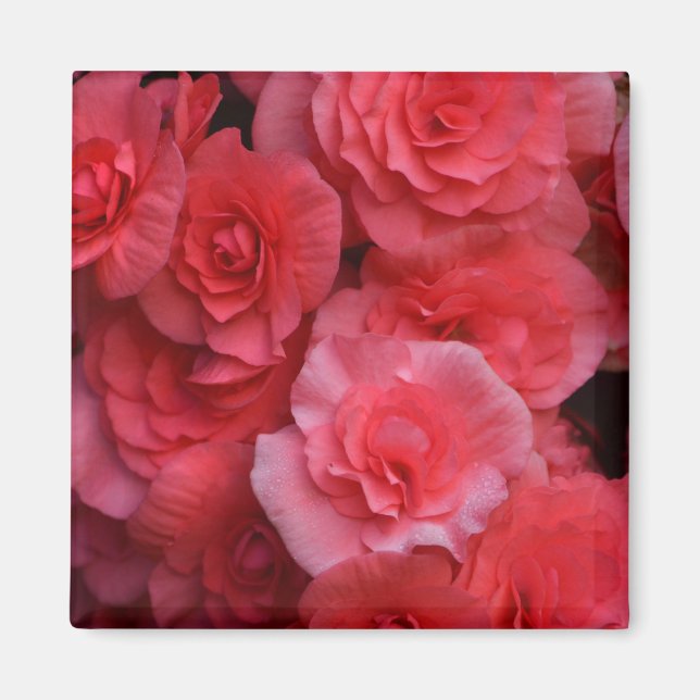 Lush Pink Double Begonia Magnet (Front)
