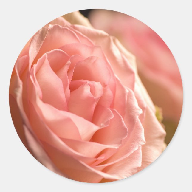 Lush Pink Rose Stickers (Front)