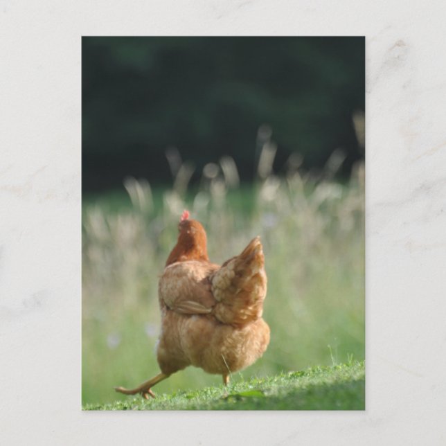 Lustiges Huhn Tiermotive Bauernhof Tiere Postcard (Front)