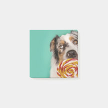 Lusy Australian Shepherd dog with lolli