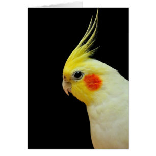 Lutino Cockatiel