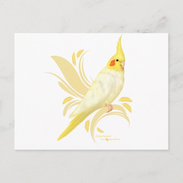 Lutino Cockatiel Postcard (Front)