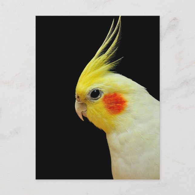 Lutino Cockatiel Postcard (Front)