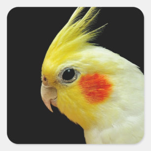 Lutino Cockatiel Square Sticker