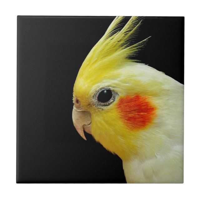 Lutino Cockatiel Tile (Front)