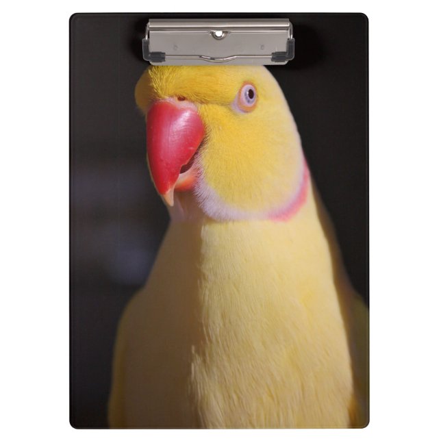 Lutino Indian Ringneck Parakeet Beak Clipboard (Front)