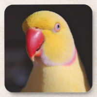 Lutino Indian Ringneck Parakeet Beak