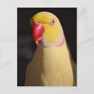 Lutino Indian Ringneck Parakeet Beak Postcard